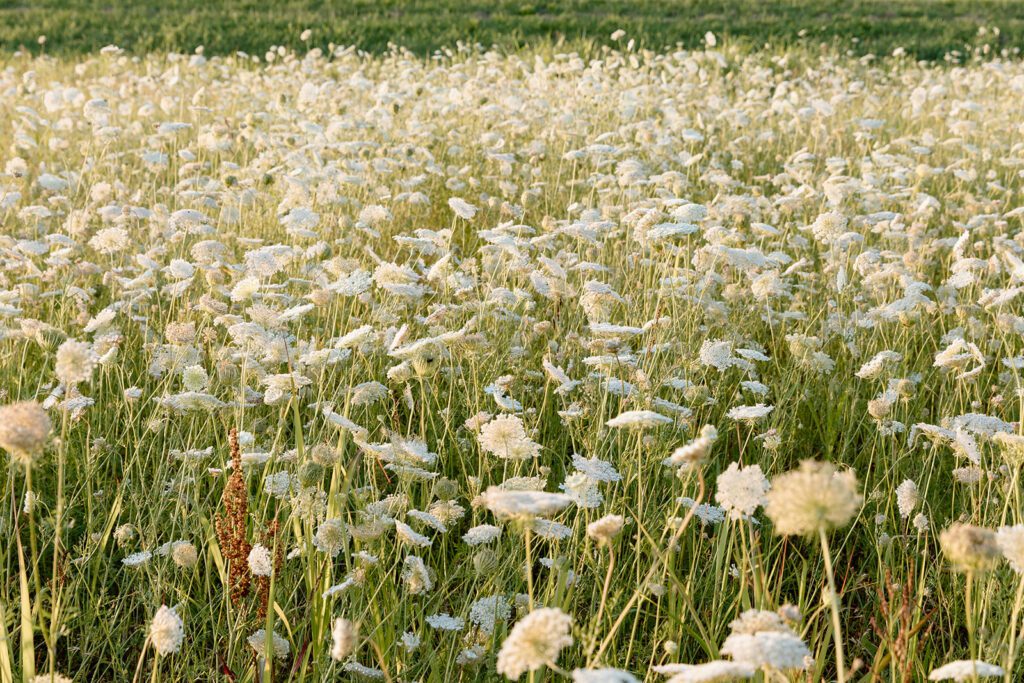 queen Anne's lace wildflower lace field 