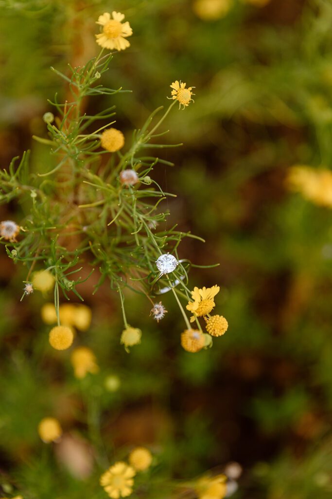 engagement ring on yellow wildflowers