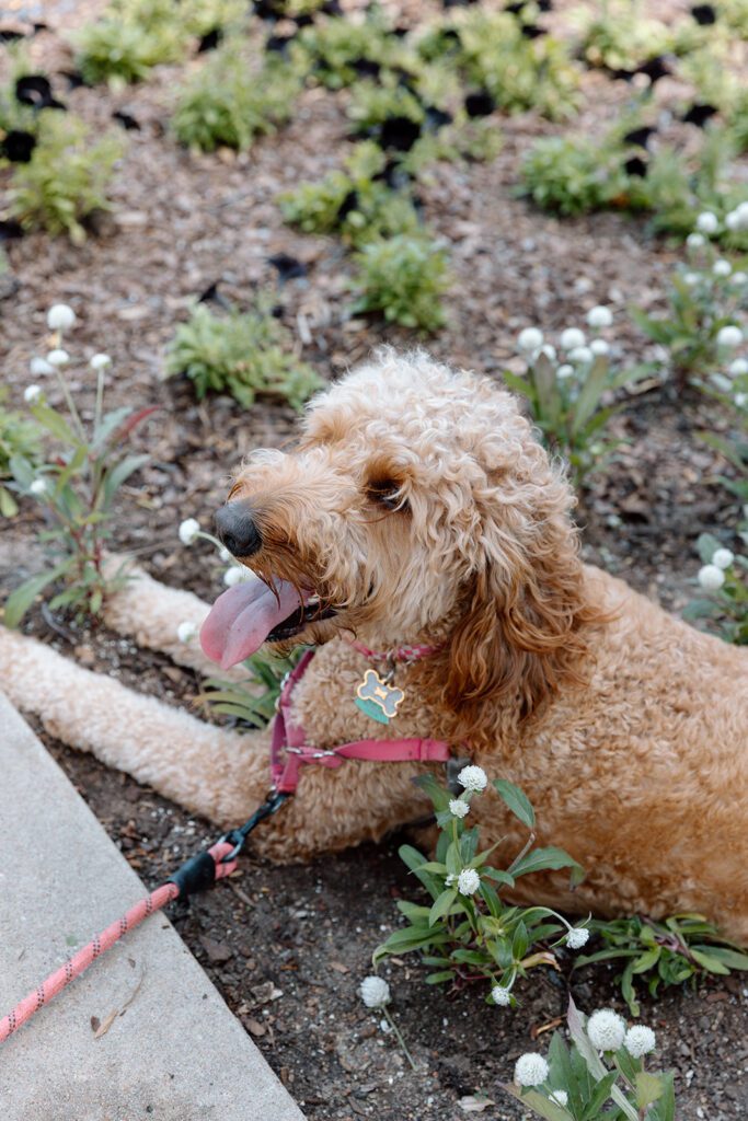goldendoodle sits in grass 